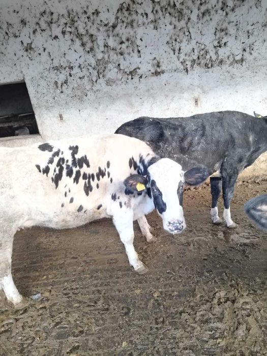 Femele- Holstein, cu gestatie avansata