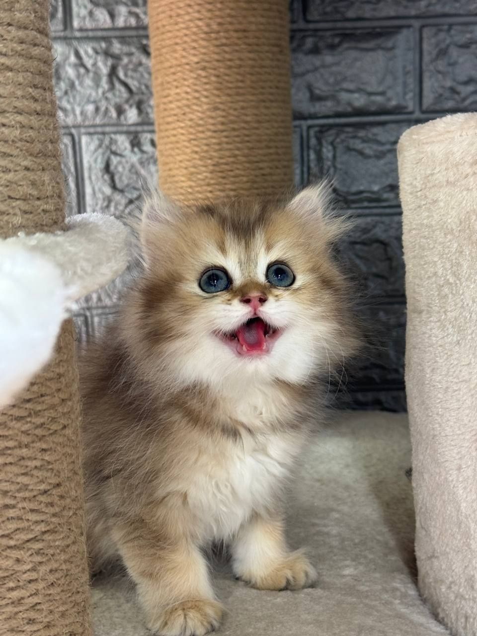 Котенок, мушукча