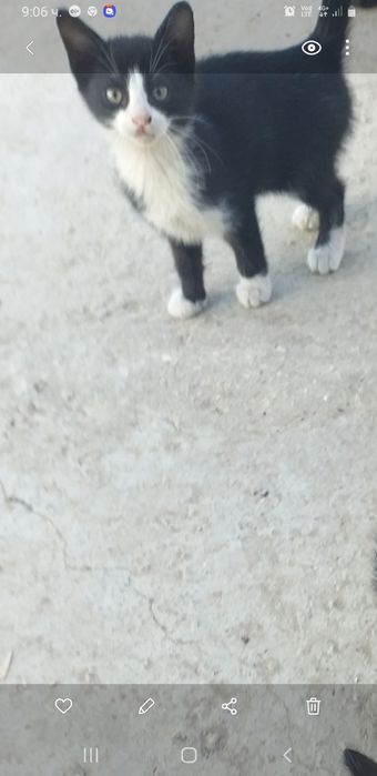 Подарявам малко коте