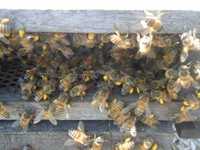 Vand
•	familii de albine
•	roiuri
•   Chisineu-Cris