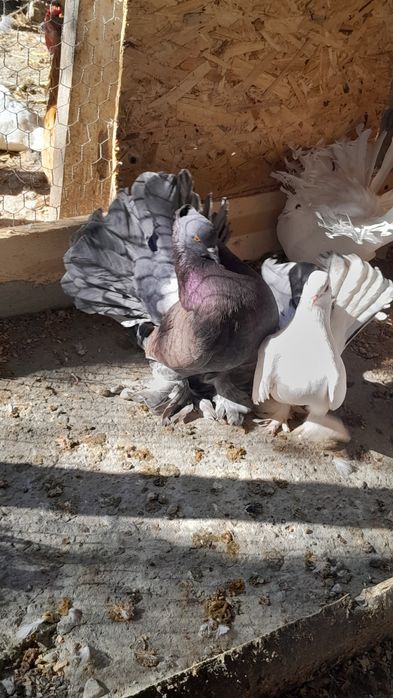 Vând porumbei, voiajori sport ptr maraton și ornament diversificat