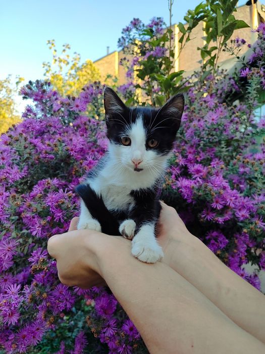 Домашние котята, в хорошие руки