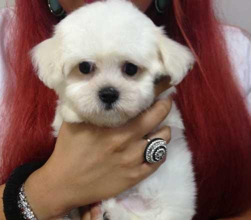 Bichon Maltez talie mică – 2 luni, mascul, pedigree, microcipat