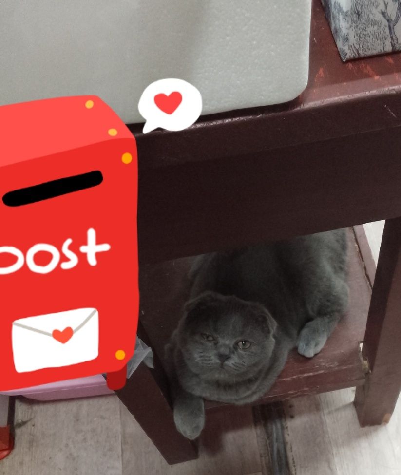 Продается котенок скоттиш фолд