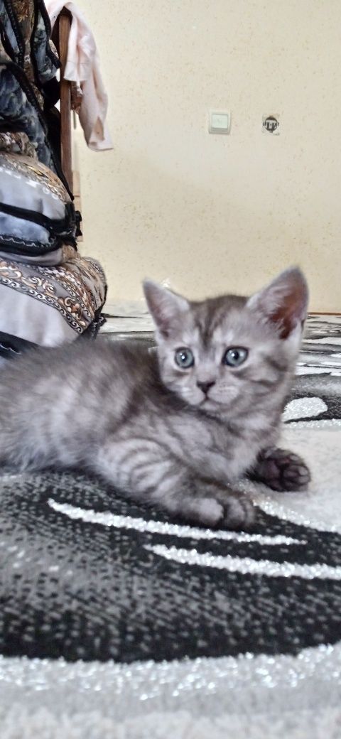 Mushukcha sotiladi