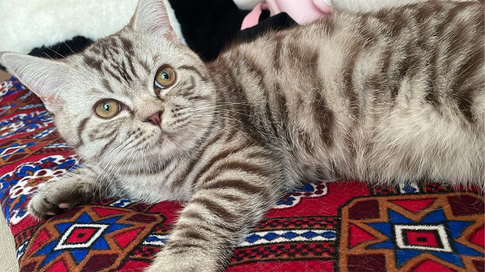 Ищем невесту коту,вязка)