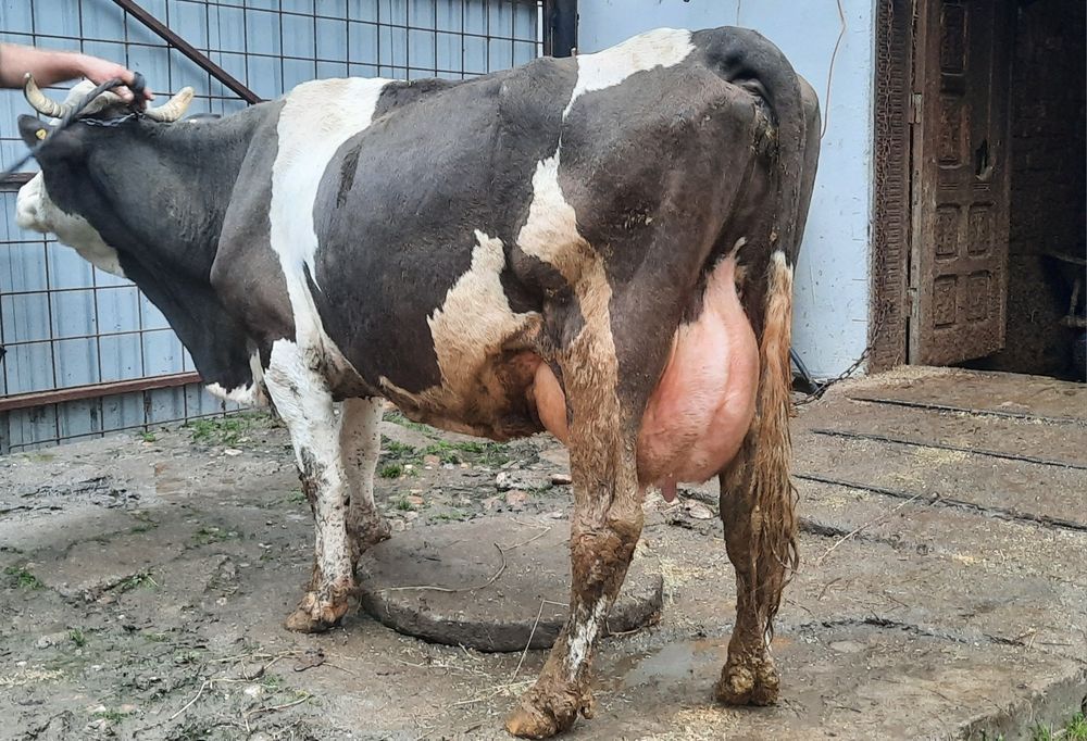 Vacă  de  Lapte!!