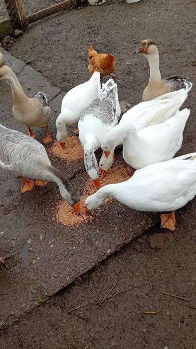 Vând gâște și găini