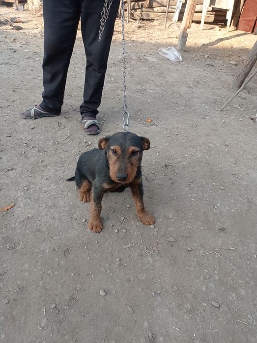 Ягдтерьер сатылады 4жасар 45000