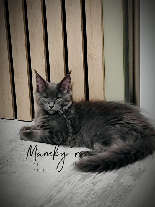 Pui Maine Coon culoare blue