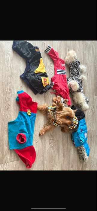 Вещи на мини йорка