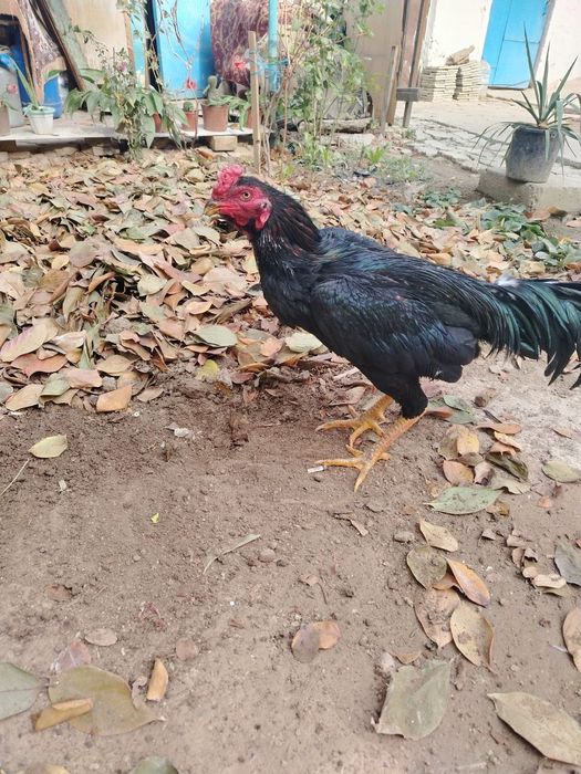 Yapon zashita tozasi tayyor bob qogan bekorchi qlinmagan