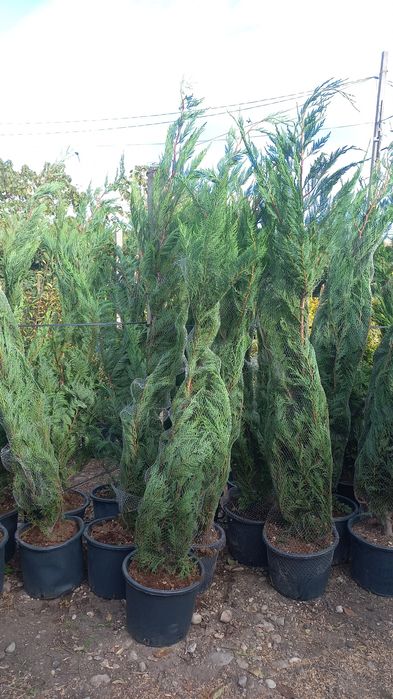 Vând lelandy cu dimensiuni de la 1.20m m până la 6m tuia smarald