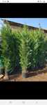 Plante ornamentale