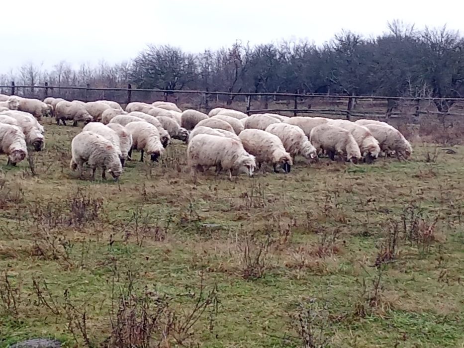 Vând 120 de oi țurcane