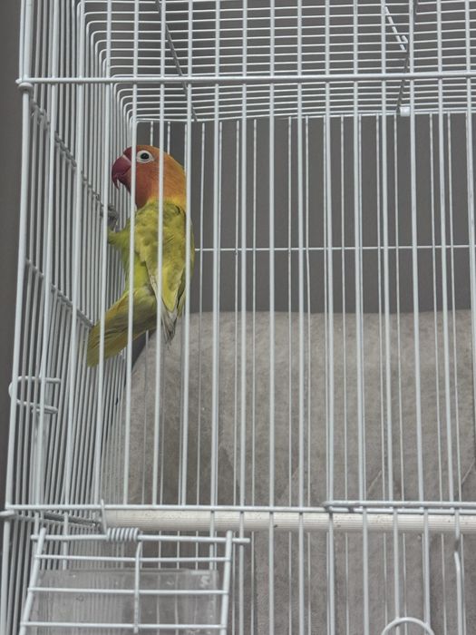 Попугай неразлучник