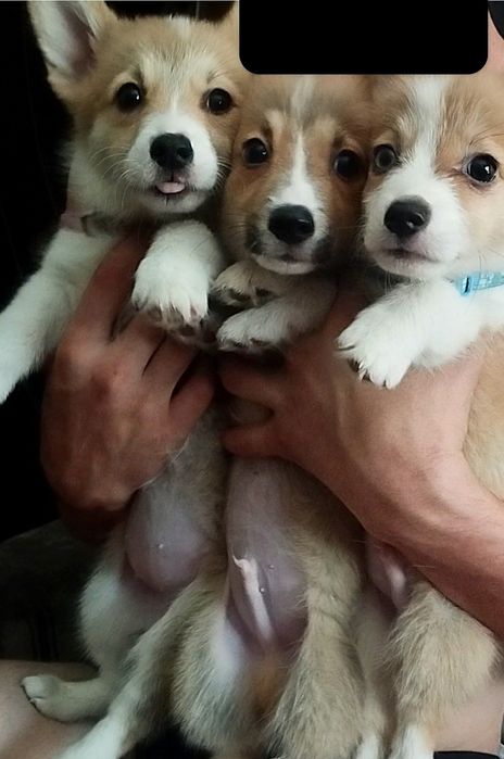 В продаже вельш пемброк корги