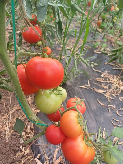 Rosii pentru consum, bulion, etc.