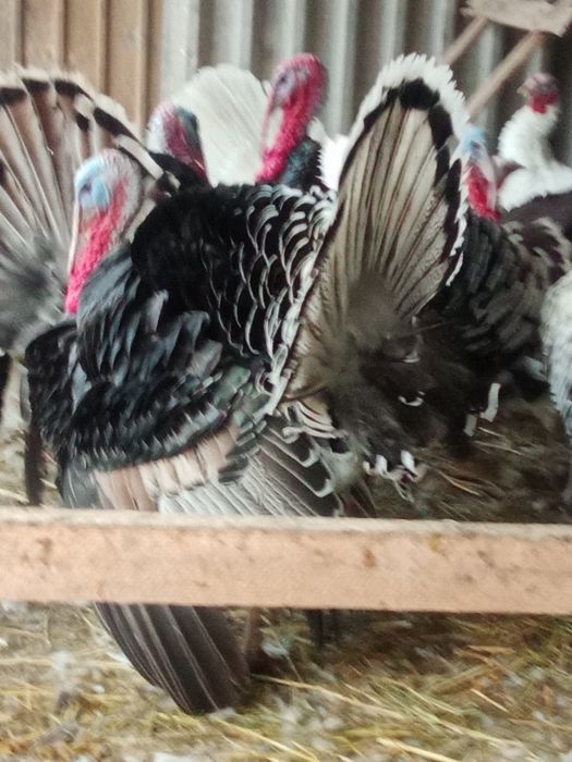 Индюки домашние продам