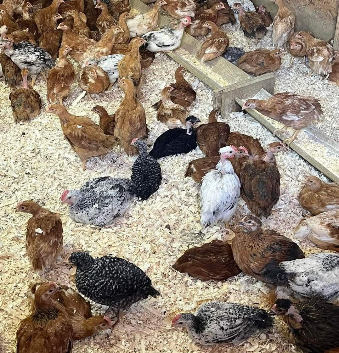 Găini roșii ouătoare rasă issa Brown vârstă 9 lunii puicuțe preț 16 le