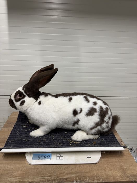 Mascul Fluture German Havana