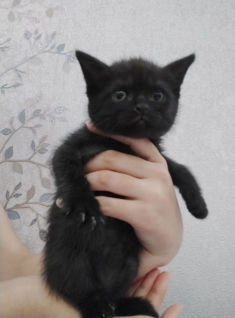 Шотландский вислоухие и прямоухи