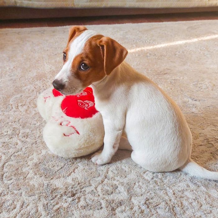Щенок Джек рассел терьер