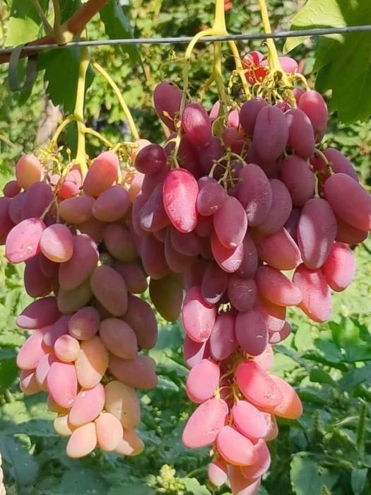 Butași Viță de Vie înrădăcinați la Pepiniera Cătăplant