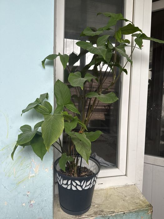 Домашный растения