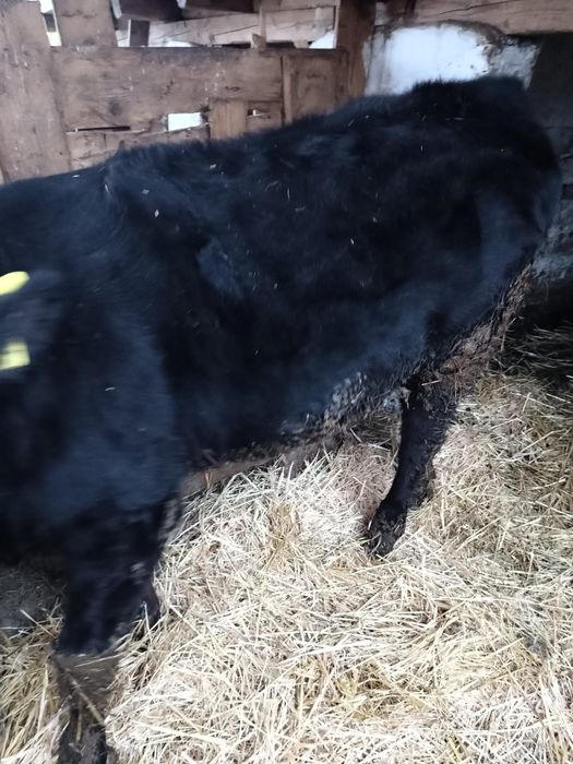 Vand un vitel si o vitea