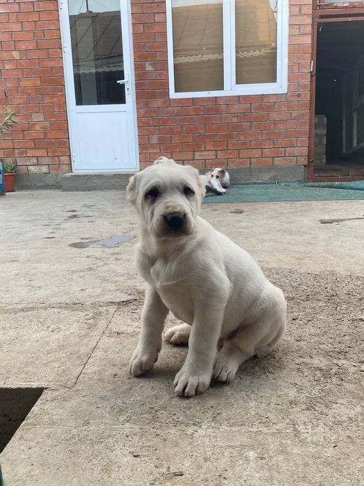 Алабай  щеночки  чистокровные