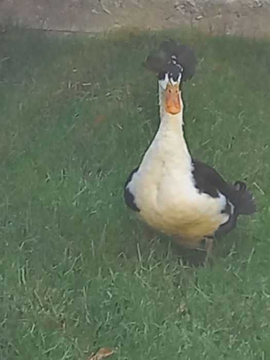 Vand    Rate cu montata