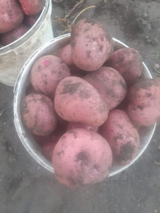 Картофель домашний