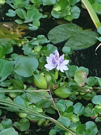 Vand zambile de apa ,plante plutitoare iaz