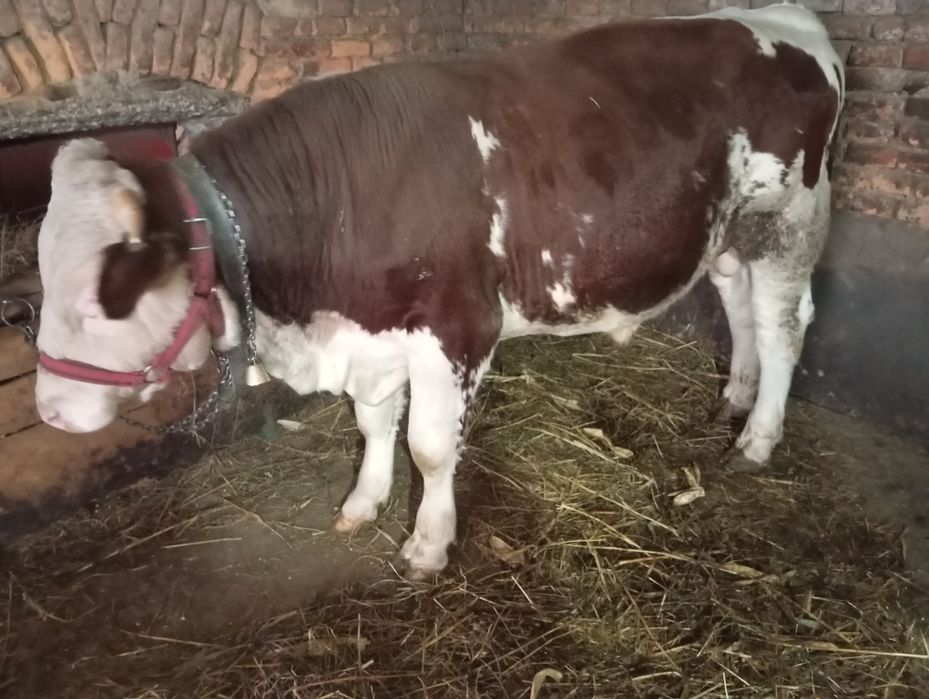 Taur rasă bălțată romaneasca