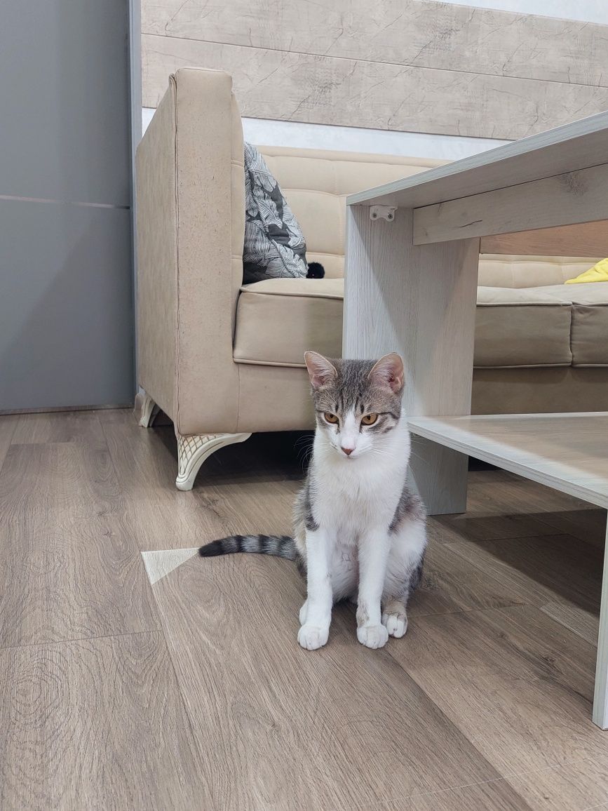 Котёнок мальчик кастрированный