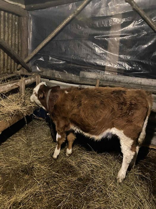 Vând vițea de 4 luni jumate