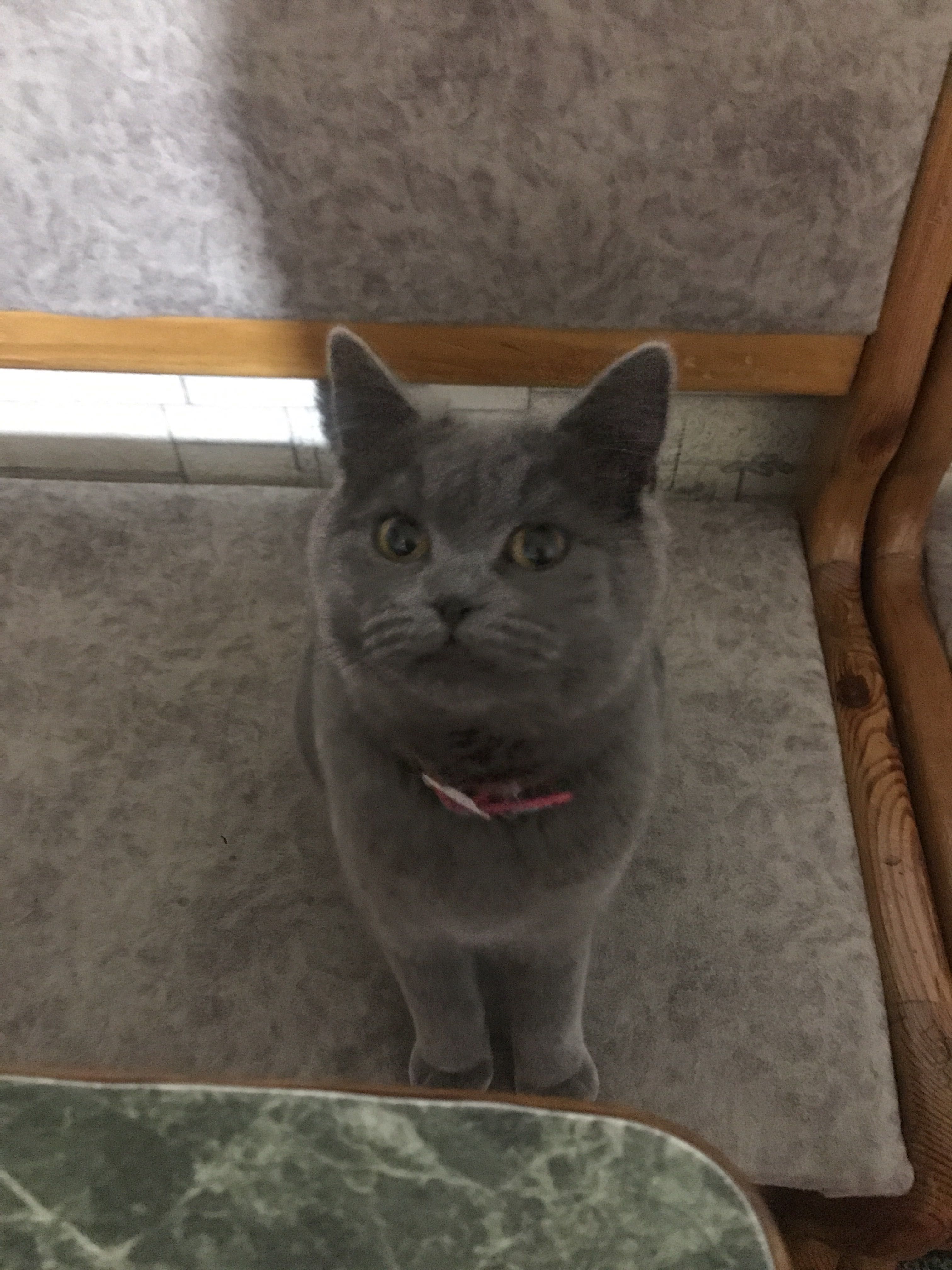 Скотиш 4 серых котят