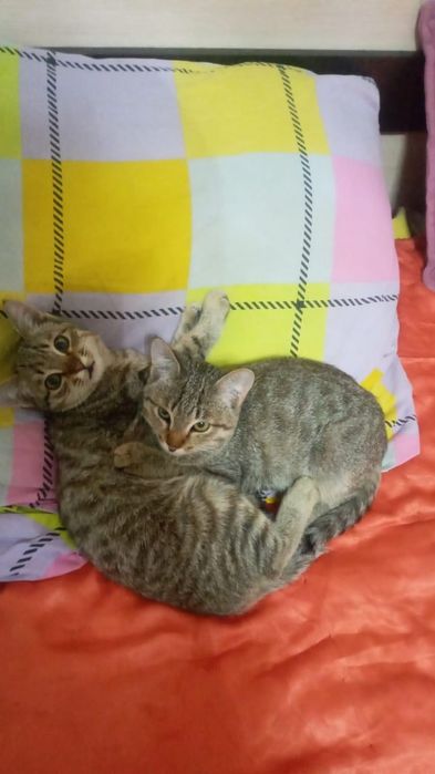 Отдам котят в добрые руки!