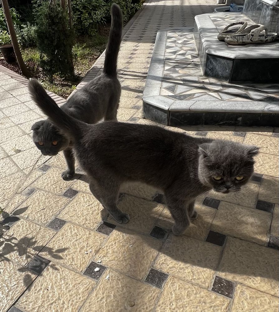 Продается Кот и Кошка