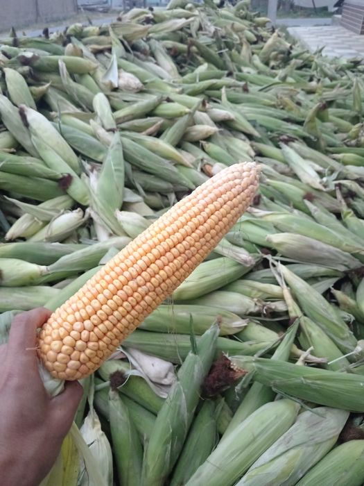 Makka sotasi pachatka bilan