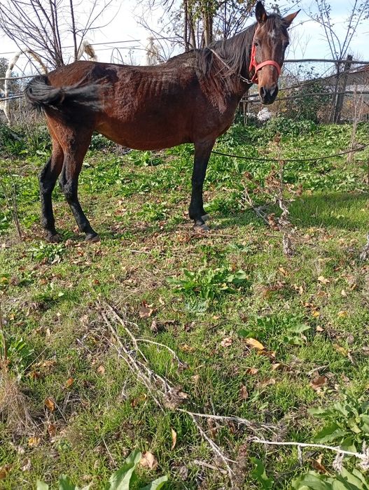 Vând iapă cuminte și buna de căruță