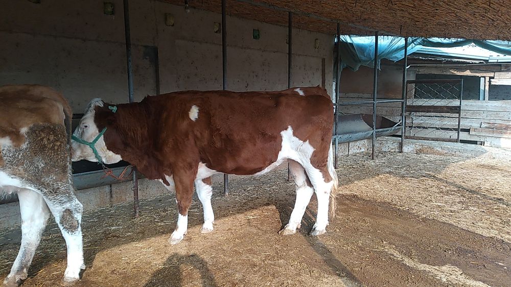 Тоза сементал гуножин сотилади