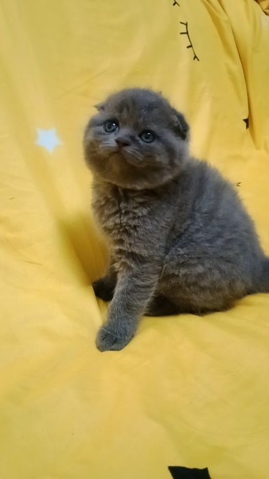 кошечки шотландские висЛоуХие