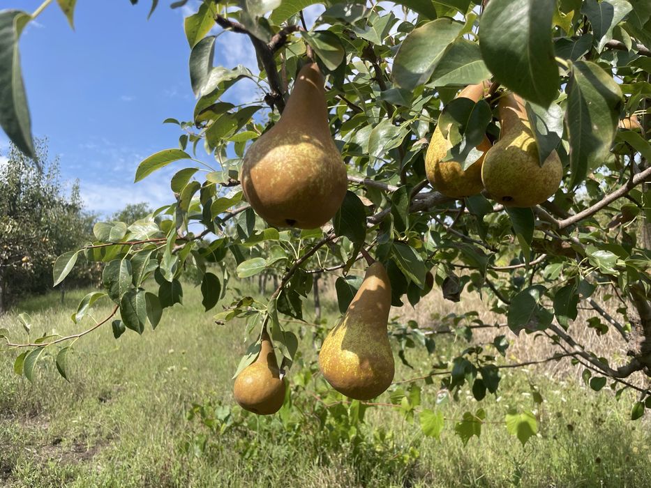 Pere bio de vânzare
