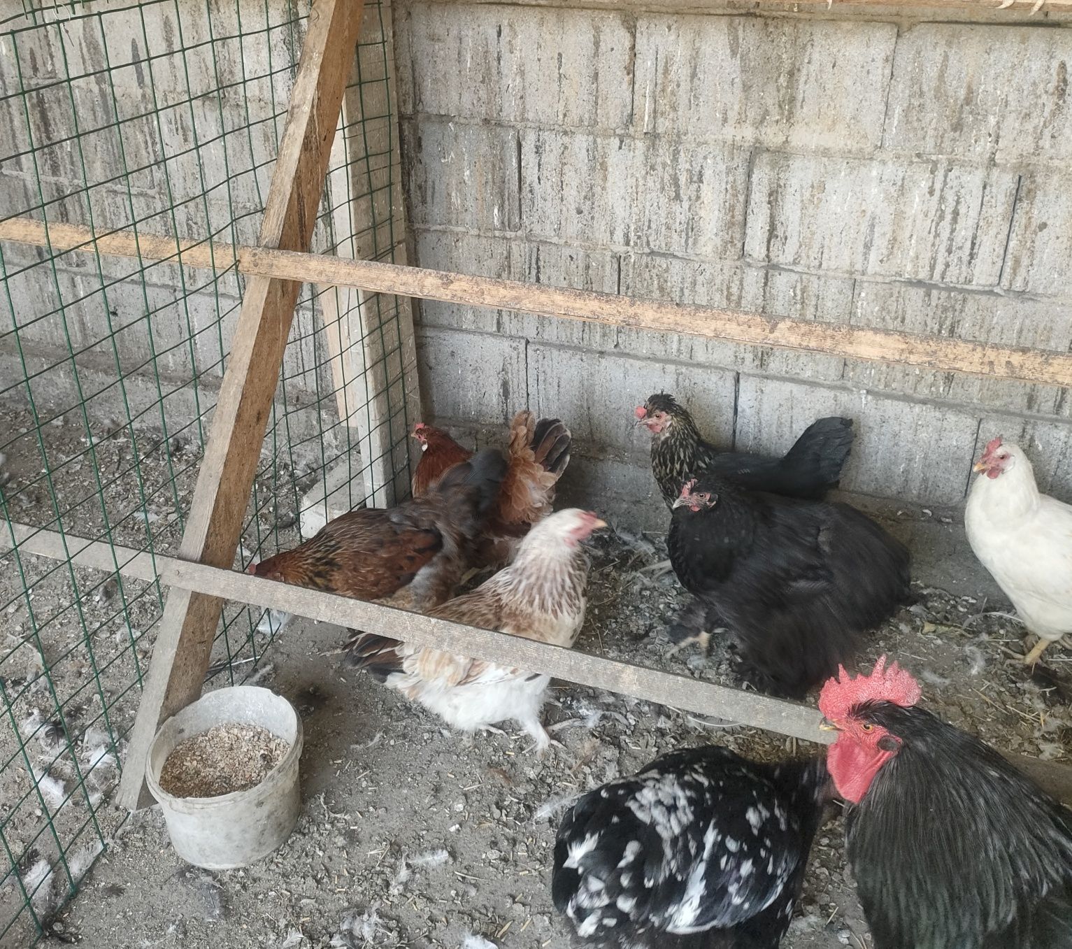 Продам Курей 5 штук.
