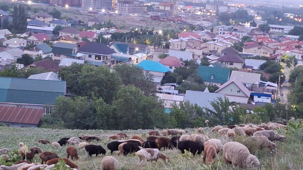 Баран токтушки Кой токты сатылады Г.АЛМАТЫ МКР ДУМАН Улц Бурабай 54/10