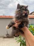 Персийски котенца