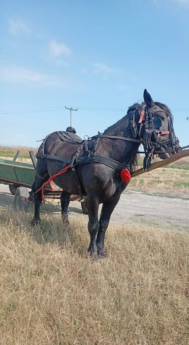Armăsar de vanzare