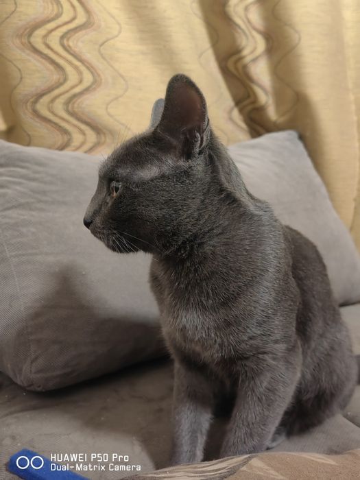 Руска Синя Котка с паспорт и ваксина